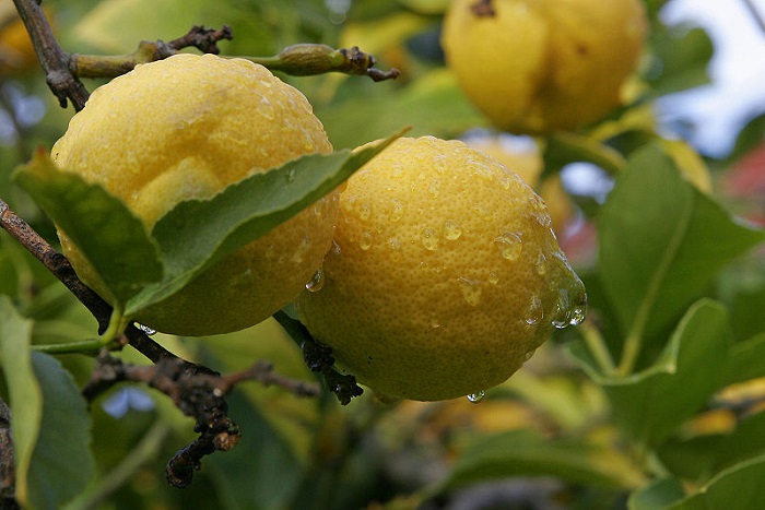 lemoni-synechizontai-oi-pieseis-stin-timi-61917