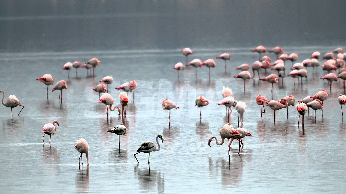 lesvos-mia-aigaiopelagitiki-symfonia5