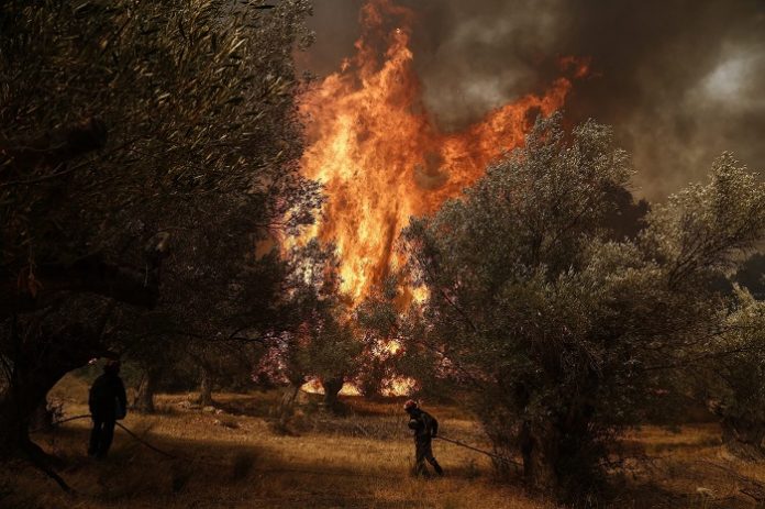 Μειωμένη η παραγωγή ελαιολάδου στη Θάσο