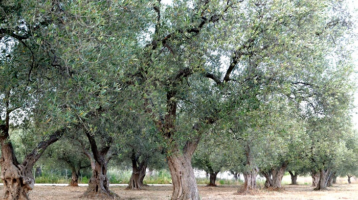 Μειωμένη η παραγωγή ελαιολάδου στη Θάσο