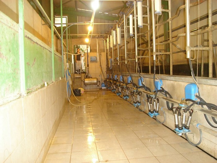 Ο Γολγοθάς ενός νεαρού κτηνοτρόφου