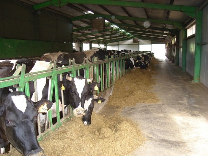 Ο Γολγοθάς ενός νεαρού κτηνοτρόφου