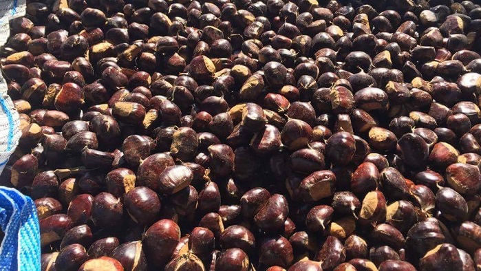 Ο καιρός πλήγωσε το κάστανο