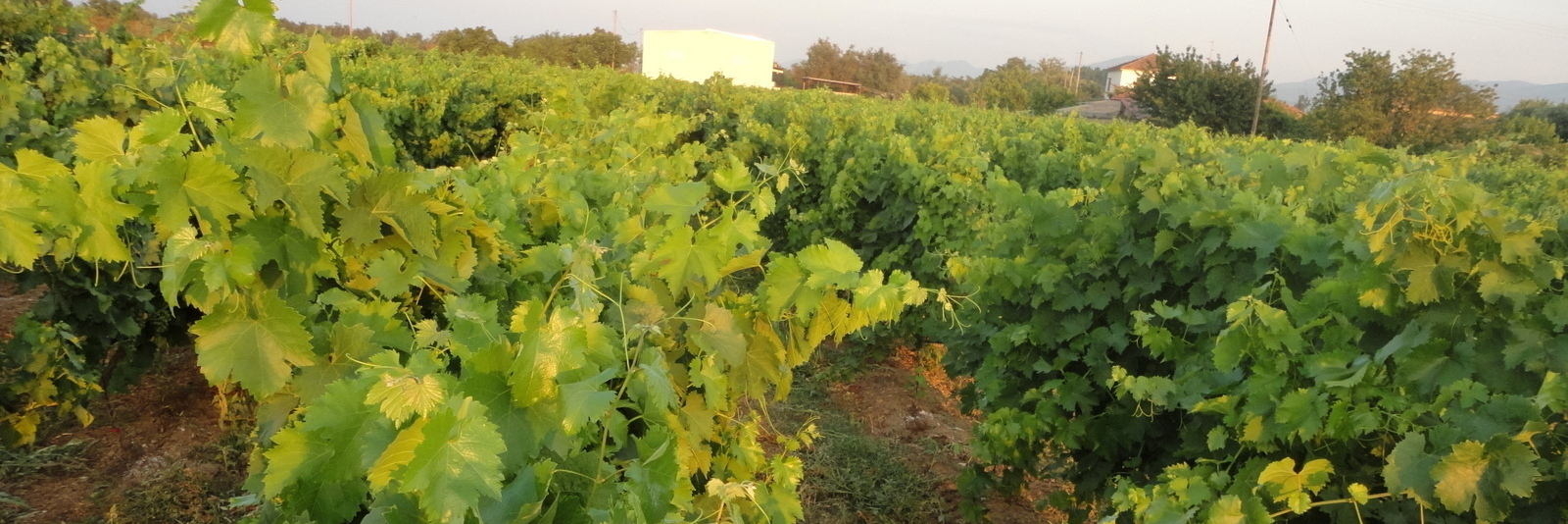 oinopoieio-griva-lefki-agrinio