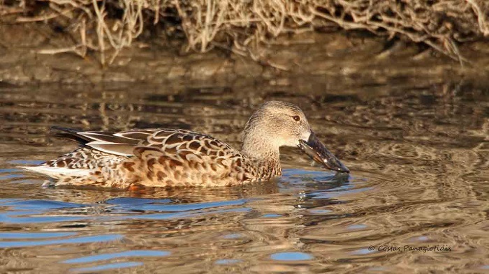 Έξτρα... εργατοώρες στους βαλτότοπους