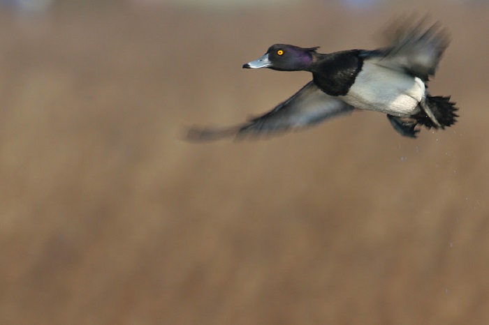 Έξτρα... εργατοώρες στους βαλτότοπους