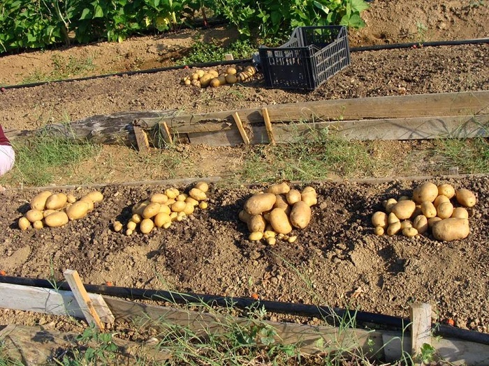 ileia-aporriptoun-ta-porismata-tou-elga-agrotoktinotrofoi-tis-ileias-64142