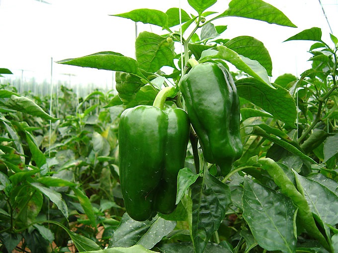 piperia-mechri-ta-20-25-lepta-i-timi-tis-flaskas-piperias-62991