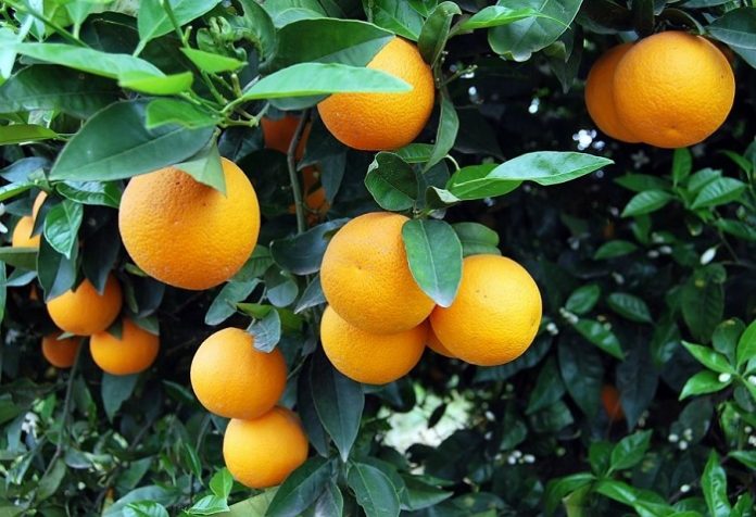 Με καλά εμπορικά μεγέθη άνοιξε η σεζόν για το ελληνικό πορτοκάλι
