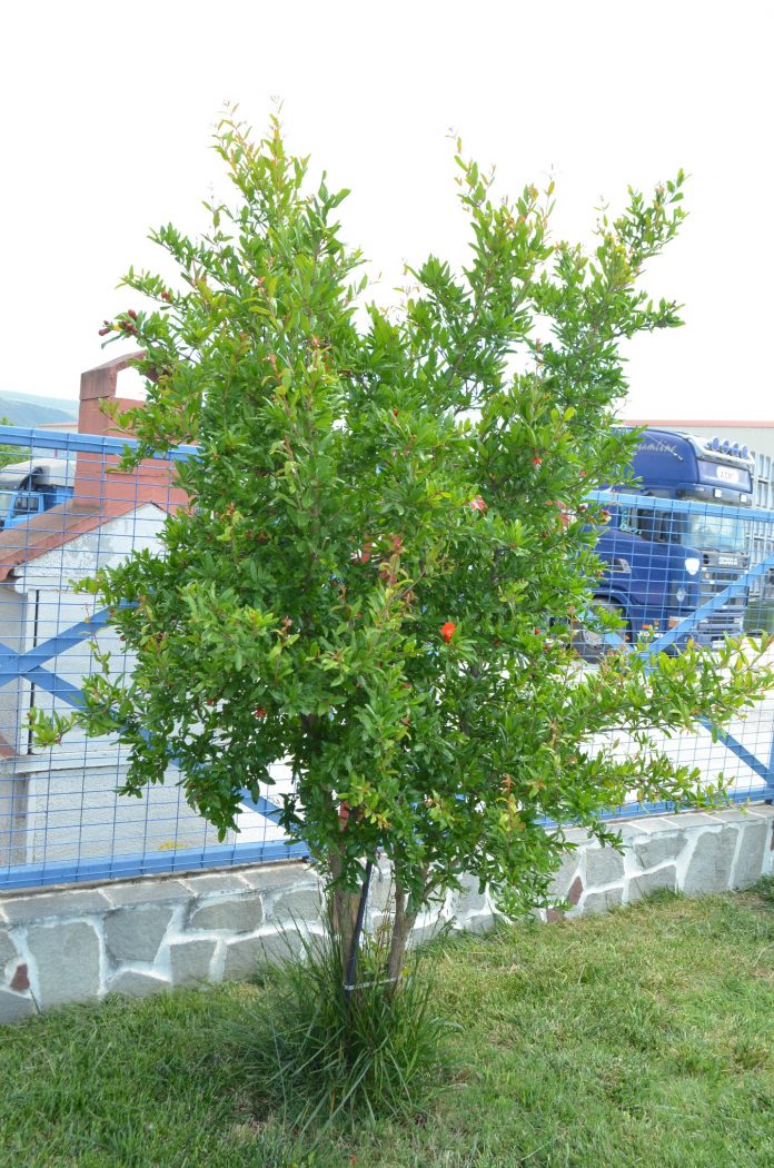 Το πάρκο της Ροδιάς δημιουργούν μαθητές στην Αλεξανδρούπολη