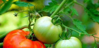 Συνεχίζονται οι πιέσεις στην τιμή της θερμοκηπιακής ντομάτας