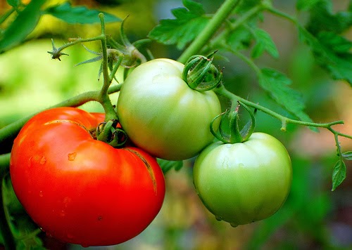 synechizontai-oi-pieseis-stin-timi-tis-thermokipiakis-ntomatas-60859