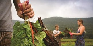 «Σχολεία αγρού» από την Περιφέρεια Ανατολικής Μακεδονίας - Θράκης