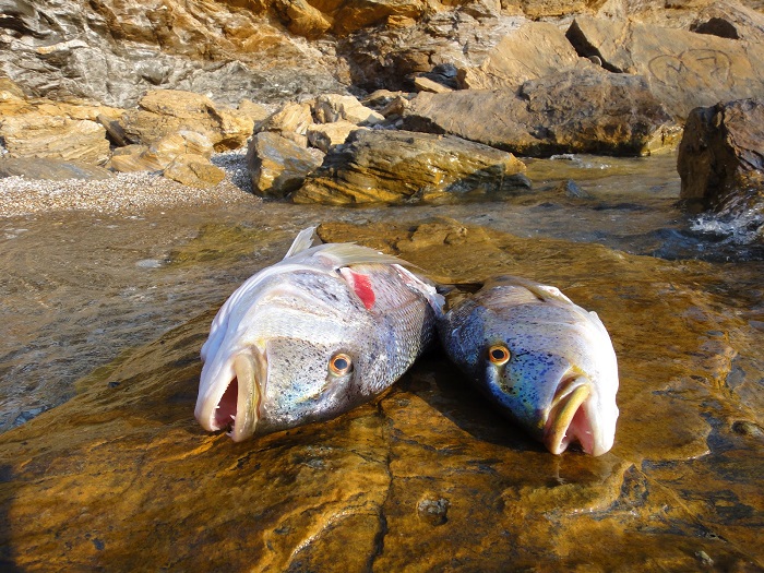Συναγρίδα: Bασίλισσα του Βυθού
