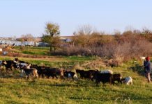 Αν. Μακεδονία - Θράκη: Κτηνοτρόφοι ετών εγκαταλείπουν το επάγγελμα