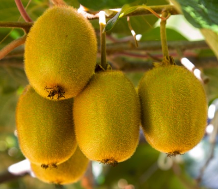 Ανασκόπηση των αγροτικών προϊόντων για το 2016