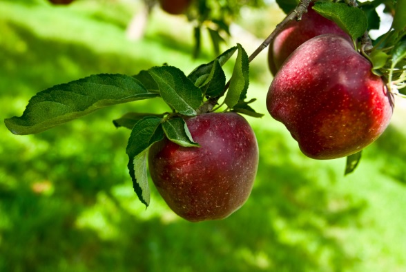 Ανασκόπηση των αγροτικών προϊόντων για το 2016