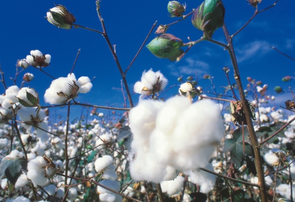 Ανασκόπηση των αγροτικών προϊόντων για το 2016