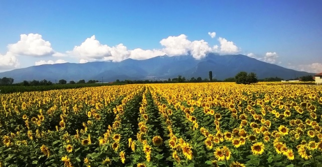 Ανασκόπηση των αγροτικών προϊόντων για το 2016