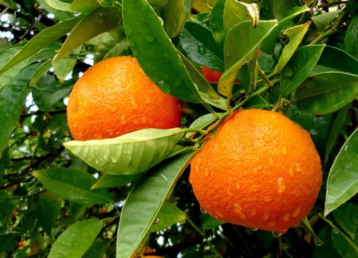 Ανασκόπηση των αγροτικών προϊόντων για το 2016