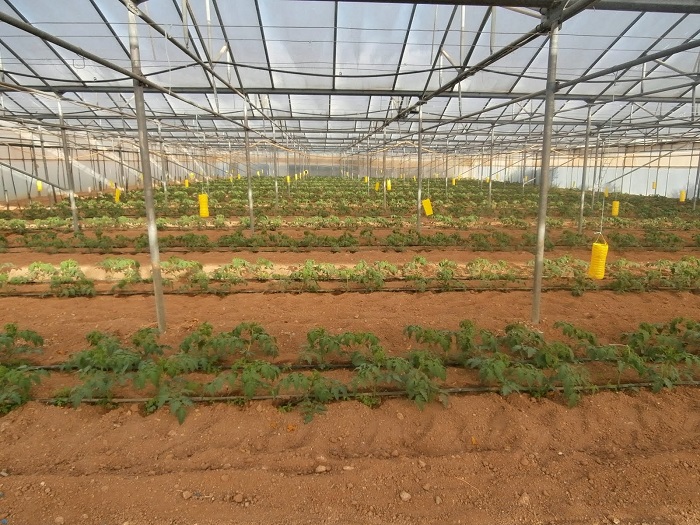 egkataleipoun-tis-ypaithries-kalliergeies-oi-agrotes-69629