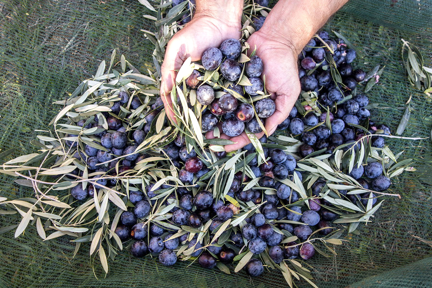 epitrapezia-elia-syllogi-apothikefsi-kai-epexergasia-65890