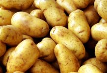 «Φίλησε» τα 80 λεπτά η τιμή της φρέσκιας πατάτας Αμαλιάδας