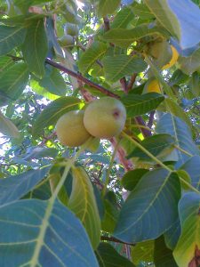 fountoukia-dentro-astheneies