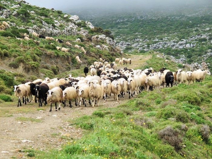 Το αιγοπρόβειο κρέας και οι σοβαρές προκλήσεις στην εποχή μας
