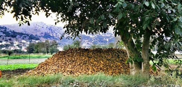 Μέτρια η παραγωγή πατάτας στο Οροπέδιο Λασιθίου