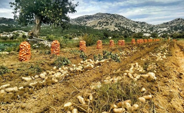 Μέτρια η παραγωγή πατάτας στο Οροπέδιο Λασιθίου