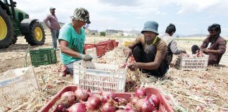 Οριακή άνοδος των εκτάσεων για το φθινοπωρινό κρεμμύδι στη Στερεά