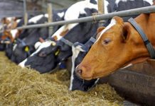 Αιτ/νία: Οι κτηνοτρόφοι δεν προλαβαίνουν να εμβολιάσουν τα κοπάδια τους για την οζώδη στις ημερομηνίες που θέτει το ΥΠΑΑΤ