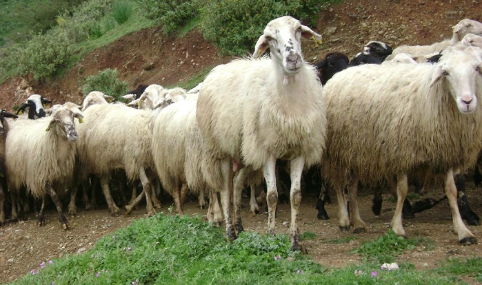 charatsi-se-ktinotrofous-ton-kalavryton-66364