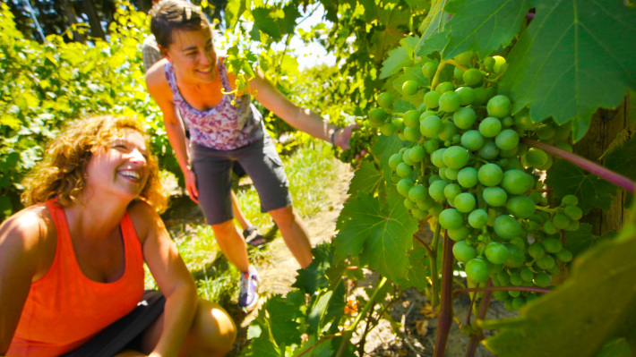 Αγροτουρισμός: Καλλιεργήστε… τουρίστες  στη φάρμα σας