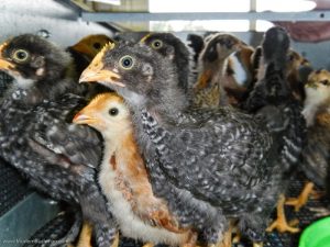 Αναζητείται εθνική στρατηγική για την κτηνοτροφία 