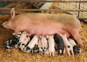 Αναζητείται εθνική στρατηγική για την κτηνοτροφία 