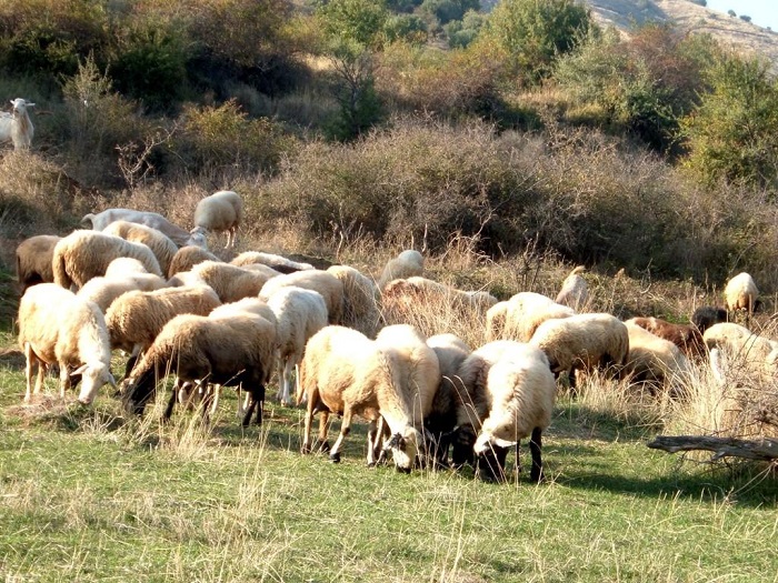 i-nea-dioikisi-tis-panellinias-enosis-ktinotrofon-69874