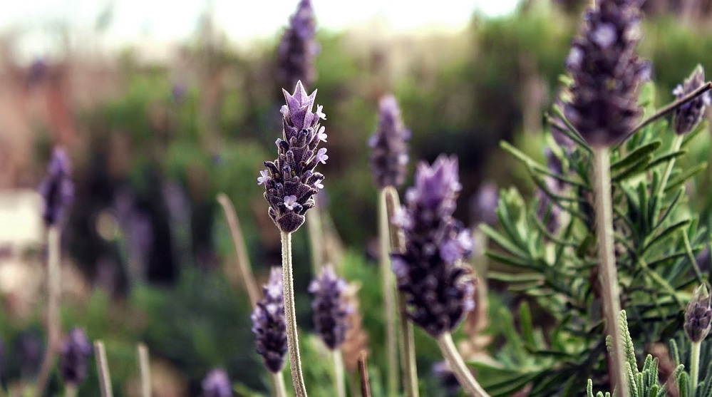 Ανεκμετάλλευτος θησαυρός τα αρωματικά φυτά 