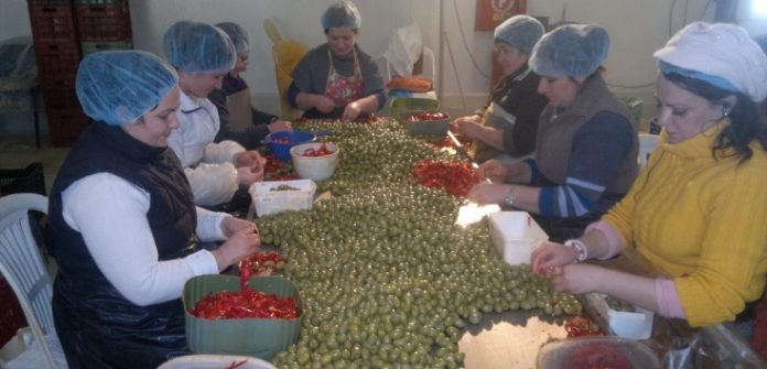 Χαλκιδική: Πρότυπη μονάδα επεξεργασίας γεμιστής ελιάς και πιπεριάς τουρσί Χαλκιδική: Πρότυπη μονάδα επεξεργασίας γεμιστής ελιάς και πιπεριάς τουρσί