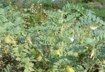 Φθηνές και εύκολες καλλιέργειες ως απάντηση στη σόγια ως ζωοτροφή