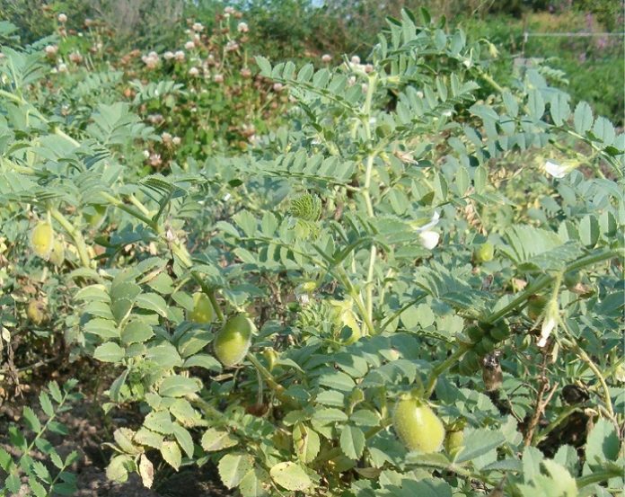 Φθηνές και εύκολες καλλιέργειες ως απάντηση στη σόγια ως ζωοτροφή