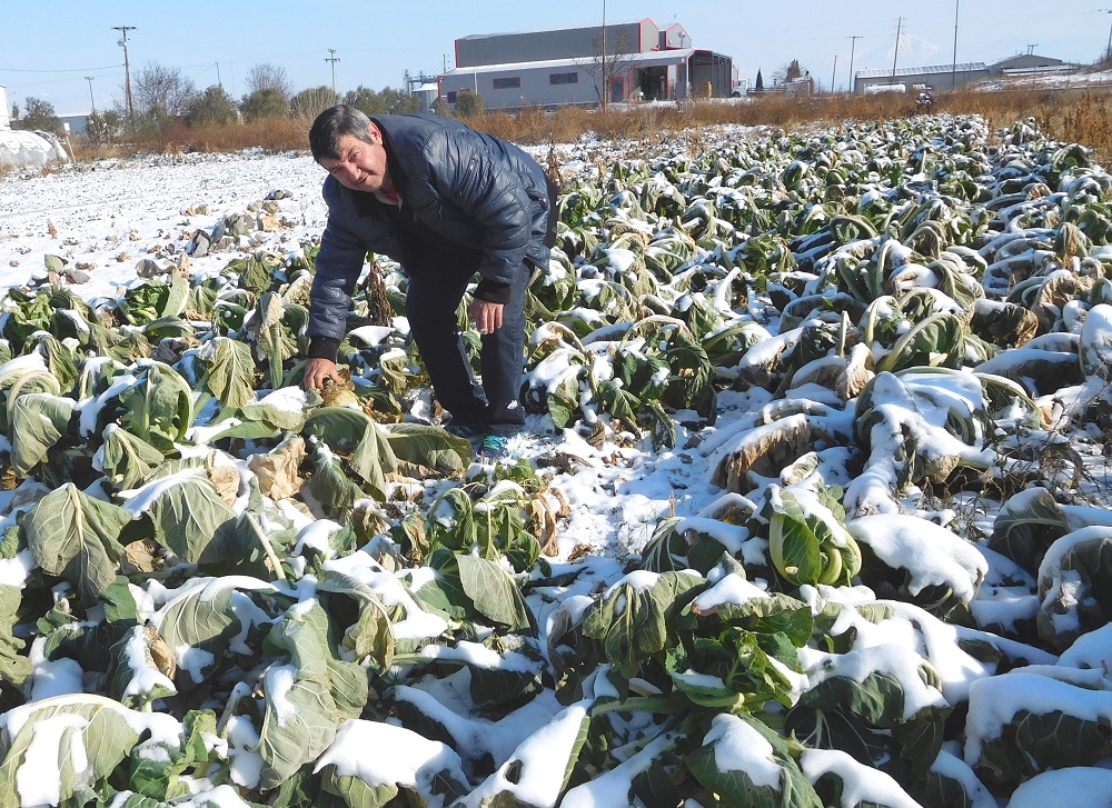 Ήπειρος: Στο 50% οι καταστροφές σε εσπεριδοειδή και ελιές ανά περιοχές από την "Αριάδνη"