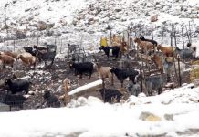 H ΕΝΠΕ ζητά δίκαιες και γρήγορες αποζημιώσεις σε αγρότες και κτηνοτρόφους