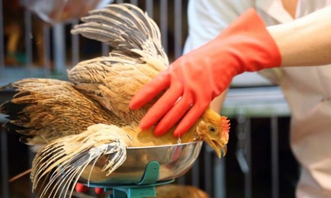 Σε αυξημένη εγρήγορση οι κτηνιατρικές υπηρεσίες για τη μετάδοση της γρίπης των πτηνών