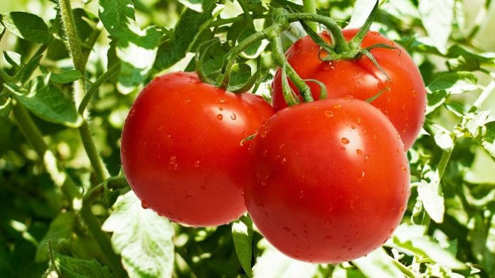 Κρήτη: Μειωμένη έως και 40% η παραγωγή για τη ντομάτα σε σχέση με τον προηγούμενο μήνα