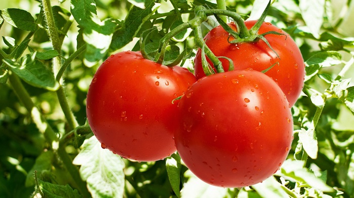 kriti-meiomeni-eos-kai-40-i-paragogi-gia-ti-ntomata-se-schesi-me-ton-proigoumeno-mina-72968