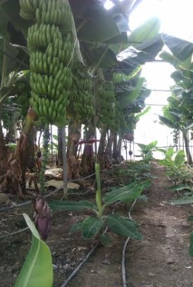 Ξεχωρίζει η μπανάνα από την Άρβη της Κρήτης