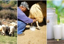 Αναζητείται εθνική στρατηγική για την κτηνοτροφία