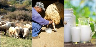 Αναζητείται εθνική στρατηγική για την κτηνοτροφία